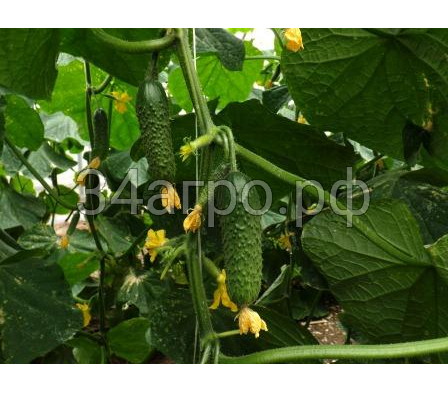 Огурец Штандарт F1 100 семян