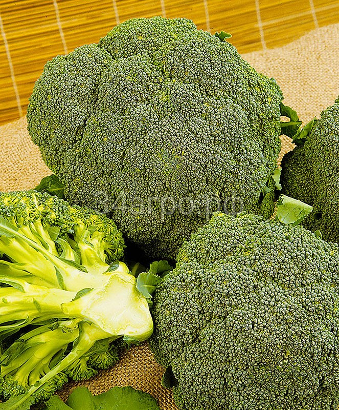 Капуста брокколи Монако F1 2500 семян