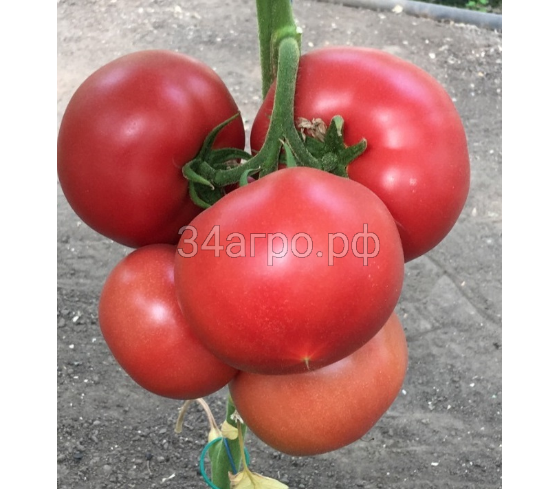 Томат Пинк Айди F1 500 семян