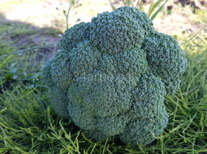 Капуста брокколи Партенон F1 100 семян