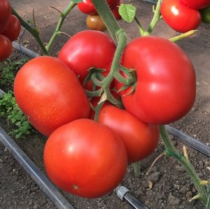 Томат Рестлер F1 10 семян