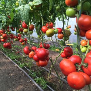 Томат Рестлер F1 10 семян