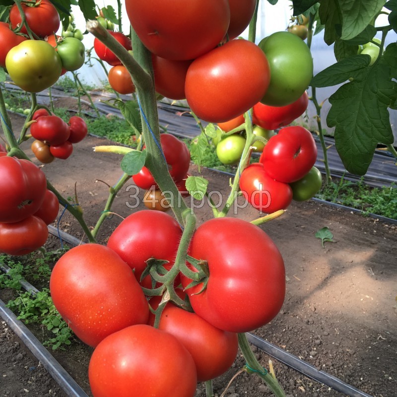 Томат Рестлер F1 10 семян