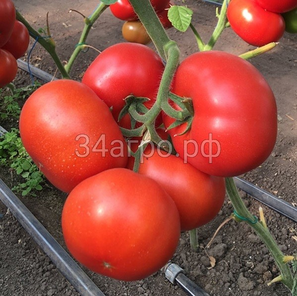 Томат Рестлер F1 100 семян