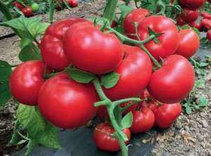 Томат Матиссимо F1 50 семян