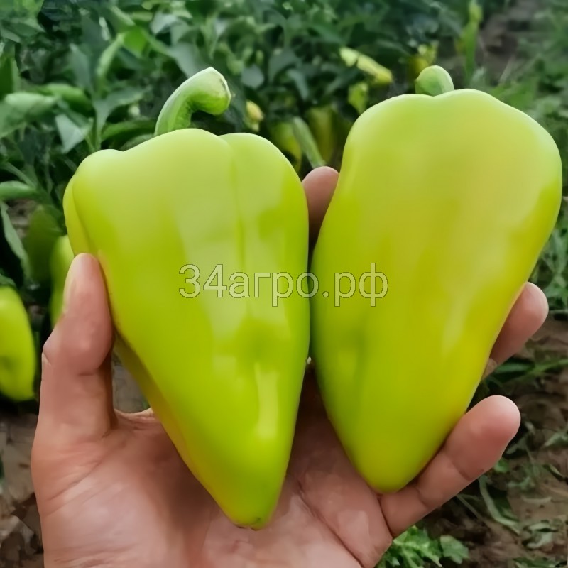 Перец сладкий Амаретта F1 50 семян