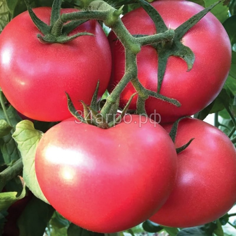 Томат Джина Розовая 50 гр.