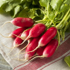 Редис 18 дней 20 гр.