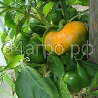 Перец Оранжевый Юбилейный 100 гр.