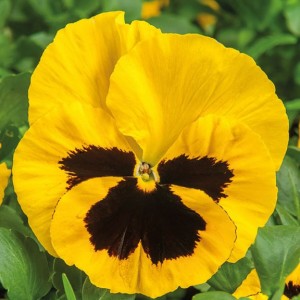 Виола крупноцветковая Экстрада Лемон Блотч 100 семян