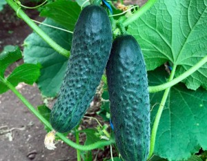 Огурец Ирлэнд F1 100 семян