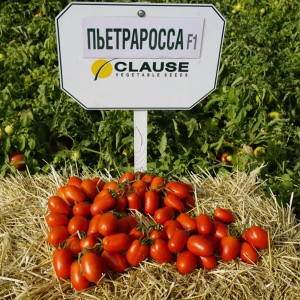 Томат Пьетра Росса F1 100 семян Clause