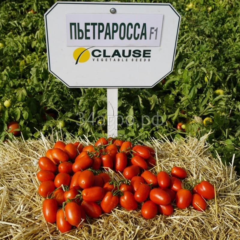 Томат Пьетра Росса F1 100 семян Clause