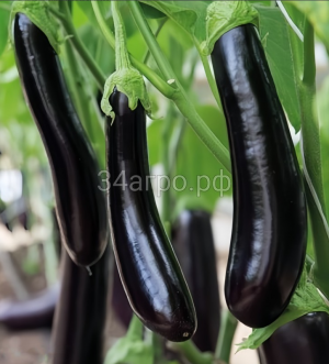 Баклажан Меч Самурая 50гр.