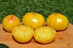 Томат Гигант лимонный 9 гр.