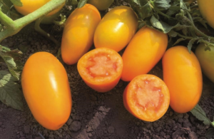 Томат KS 630 F1 50 семян